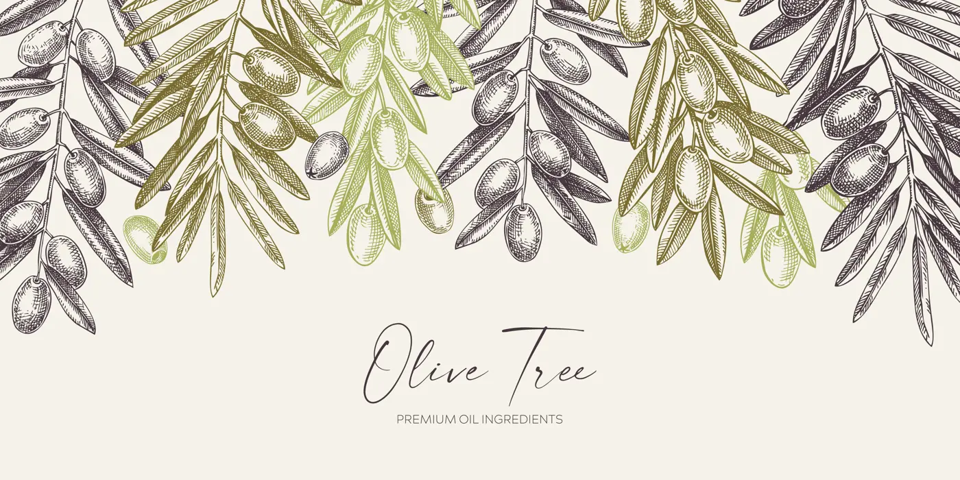Olive Branch Background Illustration